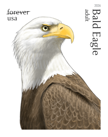 2026 Bald Eagle Hatchling to Adult Stamps | Tool Stamps US Postage Stamps