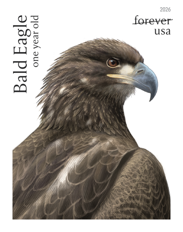 2026 Bald Eagle Hatchling to Adult Stamps | Tool Stamps US Postage Stamps