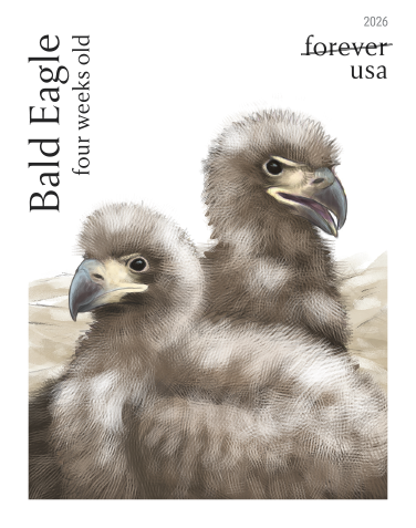 2026 Bald Eagle Hatchling to Adult Stamps | Tool Stamps US Postage Stamps